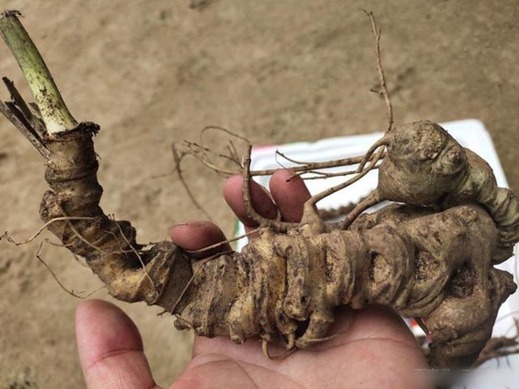 Tiết trúc sâm còn được biết đến với tên gọi khác là tam thất đất, sâm đất, thất diệp tử...