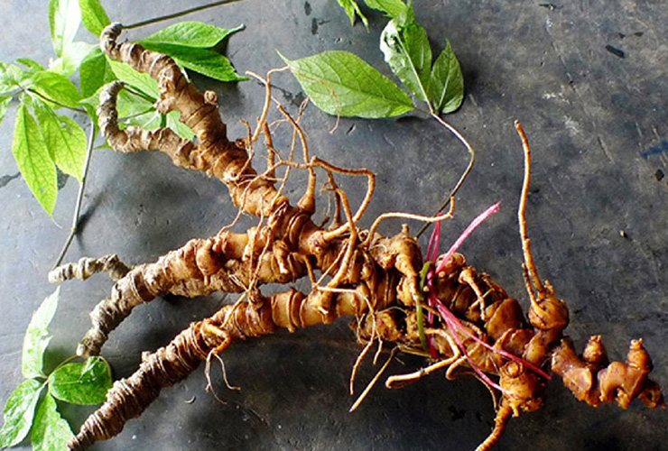 Tại Trung Quốc, tiết trúc sâm có thể bán với giá lên tới 1.000 NDT/kg, tương đương 3,5 triệu đồng/kg.