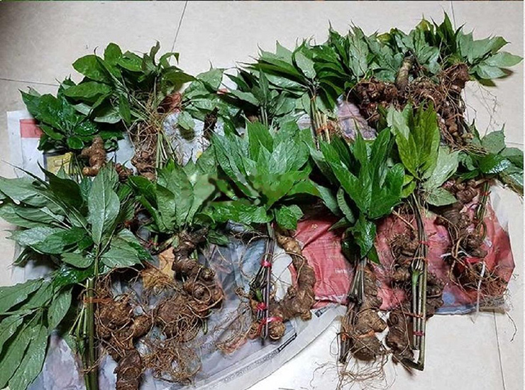 Không ít đại gia Việt sẵn sàng chấp nhận bỏ ra vài trăm triệu để mua cho được những “siêu phẩm” sâm khủng.