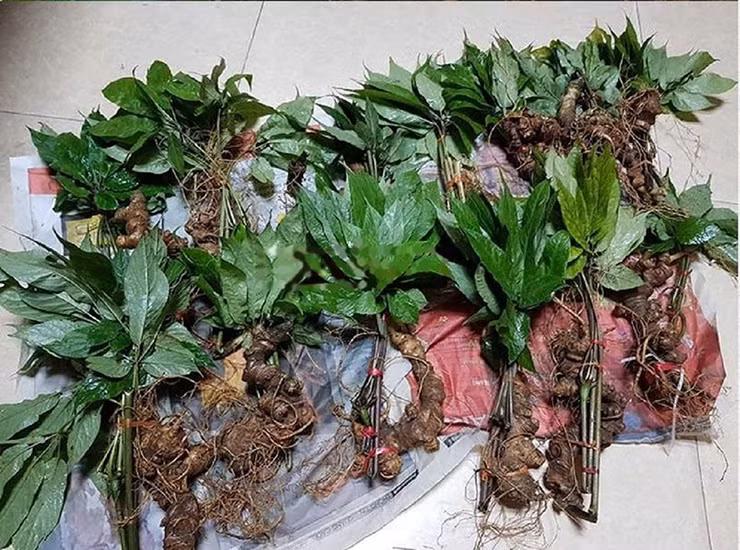 Không ít đại gia Việt sẵn sàng chấp nhận bỏ ra vài trăm triệu để mua cho được những “siêu phẩm” sâm khủng.