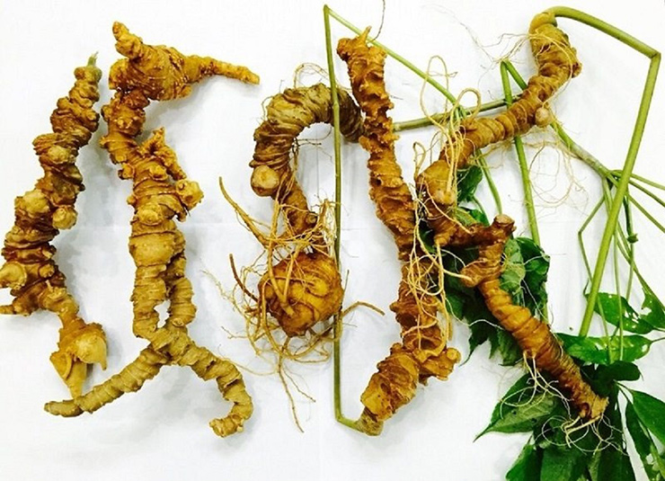 Nhiều loại sâm thuộc dòng tiết trúc sâm thậm chí có mức giá hàng chục, hàng trăm triệu đồng cho mỗi kg thu được.