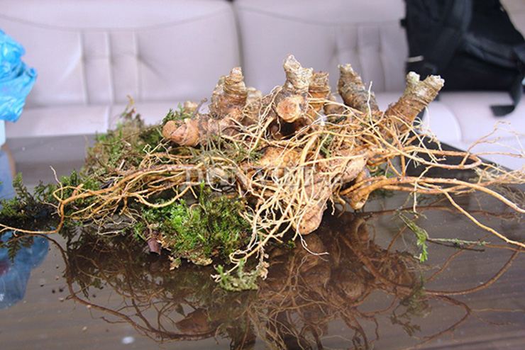 Trong Đông y, tiết trúc sâm là 1 loại thảo dược quý, có tác dụng cầm máu, bổ phế, trị ho, trị vết thương ngoài, chống suy nhược cơ thể...