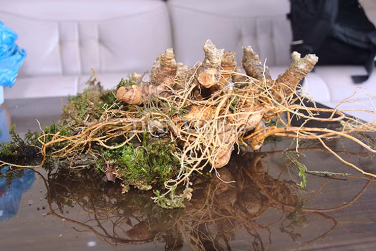 Trong Đông y, tiết trúc sâm là 1 loại thảo dược quý, có tác dụng cầm máu, bổ phế, trị ho, trị vết thương ngoài, chống suy nhược cơ thể...