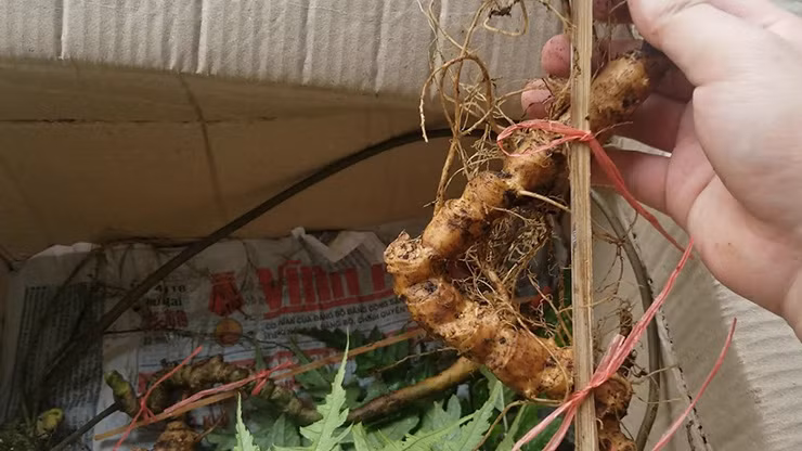 Với sâm Ngọc Linh, cả nước cũng chỉ có 2 tỉnh Kon Tum và Quảng Nam mới trồng được loại sâm quý này.