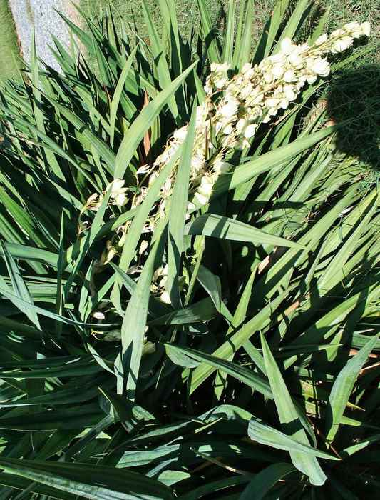 Tuy nhiên, theo Steven Warren thuộc Sở Lâm nghiệp Hoa Kỳ ở Utah cho biết: "Hiện tượng nghiêng không phải là duy nhất. Vào năm 2016 ông từng chứng kiến cụm hoa cọ Yucca ở Mỹ cũng luôn mọc hướng về phía nam, một số cây xương rông cũng hướng về phía mặt trời.