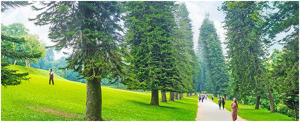 Trong khi đó, các cây thông Cook mọc ở các quốc gia bán cầu Nam như Australia lại nghiêng về phía bắc.