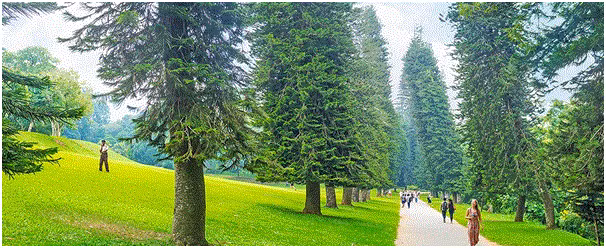 Trong khi đó, các cây thông Cook mọc ở các quốc gia bán cầu Nam như Australia lại nghiêng về phía bắc.