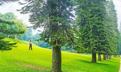 Vĩ độ cũng tạo ra sự khác biệt, cây mọc càng xa xích đạo thì có độ nghiêng càng lớn.