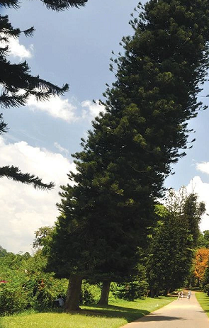 Các nhà khoa học cho rằng trọng lực, từ trường, góc chiếu của ánh sáng Mặt Trời tới Trái Đất có thể đóng vai trò nhất định khiến thân cây thông Cook bị nghiêng.