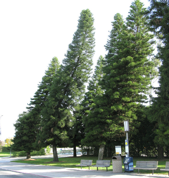 Ritter và cộng sự đo chiều cao, đường kính thân, cũng như độ nghiêng của 256 cây thông Cook mọc ở 18 vùng đất khác nhau trên 5 lục địa.