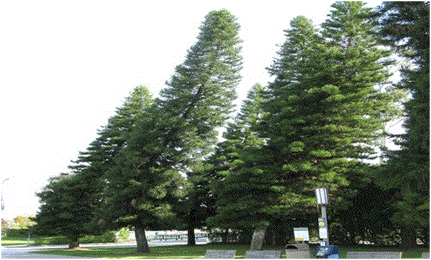 Họ loại trừ những cây chịu tác động của ngoại lực trong quá trình tăng trưởng từ các vật thể như tòa nhà hoặc cột điện.