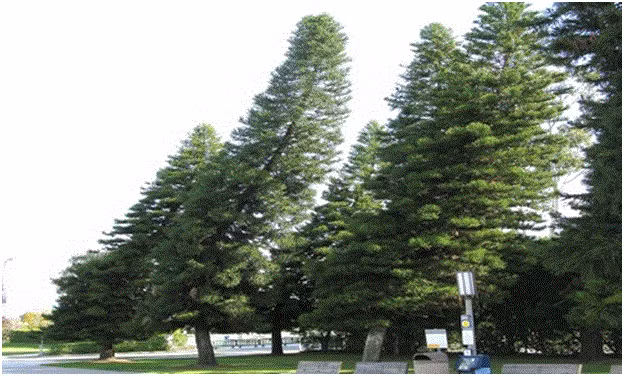 Họ loại trừ những cây chịu tác động của ngoại lực trong quá trình tăng trưởng từ các vật thể như tòa nhà hoặc cột điện.