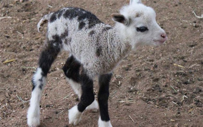  6. Geep: Động vật lai giữa dê và cừu. Một trong những loài động vật lai dễ thương nhất là geep, một con lai đáng yêu giữa dê và cừu. Mặc dù cực kỳ đáng yêu, loài geep đặc biệt hiếm.