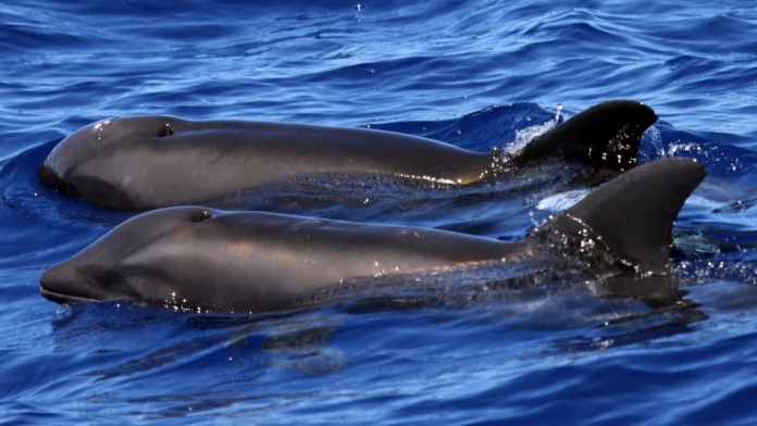 Tuy nhiên, sự kết hợp giữa hai loài này cũng khá hiếm. Chỉ một con wholphin duy nhất tồn tại trong điều kiện nuôi nhốt.