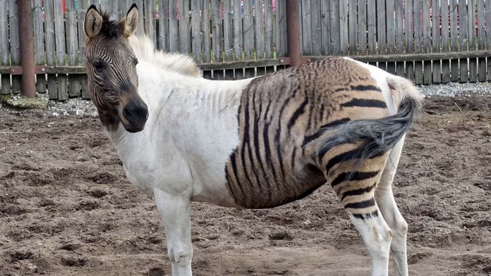  3. Zebroid: Động vật lai giữa ngựa vằn và ngựa. Darwin là một trong những nhà khoa học đầu tiên nhắc đến zebroid, một giống loài hoang dã khó thuần phục và hung dữ hơn ngựa.