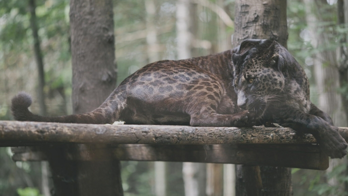 Khu bảo tồn cho biết sự ra đời của chúng hoàn toàn bất ngờ và sau đó đã tiến hành tách cặp bố mẹ, vốn được đưa đến khu bảo tồn cùng thời điểm và lớn lên cùng nhau.