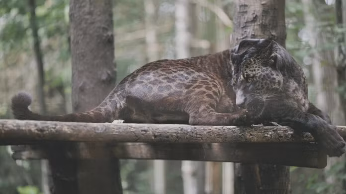 Khu bảo tồn cho biết sự ra đời của chúng hoàn toàn bất ngờ và sau đó đã tiến hành tách cặp bố mẹ, vốn được đưa đến khu bảo tồn cùng thời điểm và lớn lên cùng nhau.