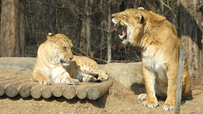 Không giống như một số loài động vật lai, gần như không thể tìm thấy sư tử cái trong tự nhiên vì sư tử và hổ không tự nhiên sinh sống ở các vùng giống nhau. Chúng thường trông và cư xử giống sư tử hơn hổ, nhưng chúng lại thể hiện những đặc điểm của loài hổ như thích bơi lội và lưng có sọc.