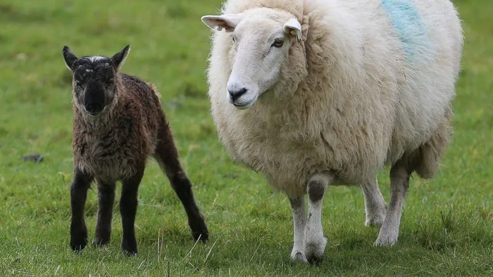 Một số chuyên gia tranh luận về việc liệu geep có phải là một con lai thực sự hay chỉ đơn giản là một con cừu có bất thường về gen. Rốt cuộc, vì dê và cừu mang số lượng nhiễm sắc thể khác nhau, nên việc thụ thai giữa các loài là gần như không thể. Nếu điều đó xảy ra, rất ít trẻ sinh đủ tháng, và thậm chí ít trẻ sống sót sau khi sinh.