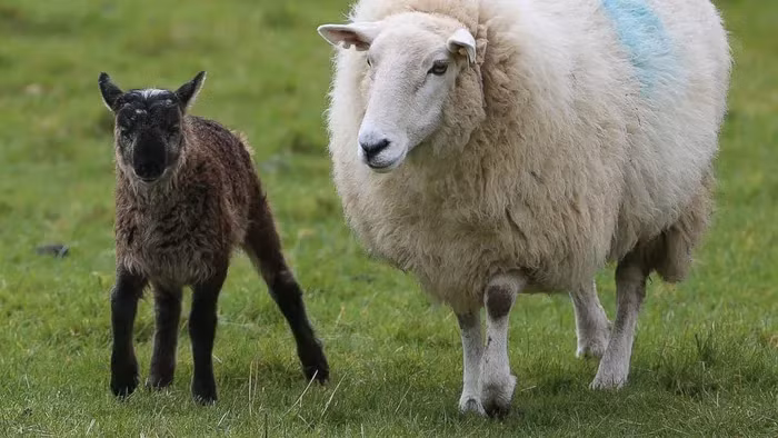 Một số chuyên gia tranh luận về việc liệu geep có phải là một con lai thực sự hay chỉ đơn giản là một con cừu có bất thường về gen. Rốt cuộc, vì dê và cừu mang số lượng nhiễm sắc thể khác nhau, nên việc thụ thai giữa các loài là gần như không thể. Nếu điều đó xảy ra, rất ít trẻ sinh đủ tháng, và thậm chí ít trẻ sống sót sau khi sinh.