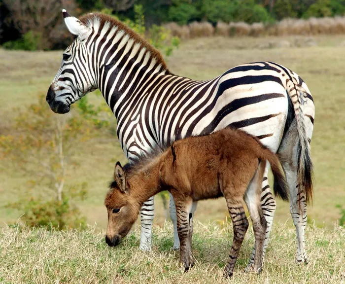 Một biến thể của kiểu lai này là zonkey, con của ngựa vằn và lừa.