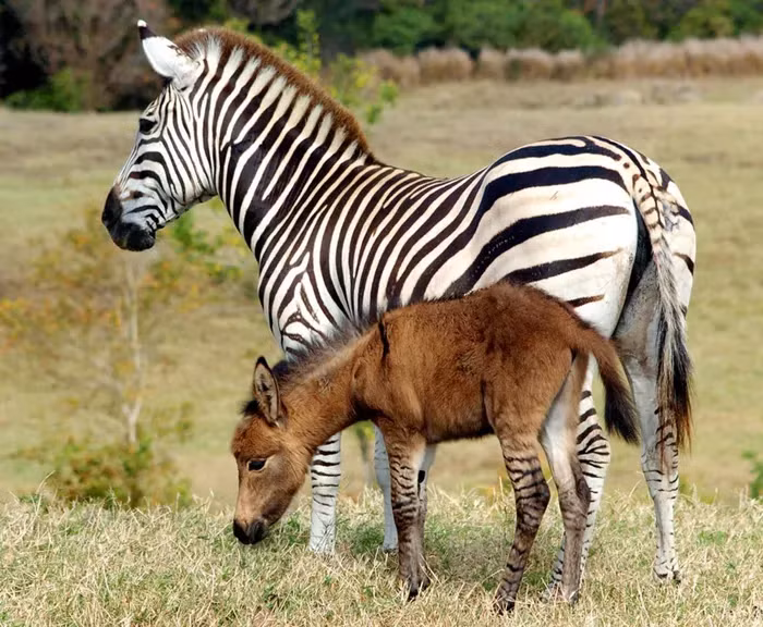 Một biến thể của kiểu lai này là zonkey, con của ngựa vằn và lừa.