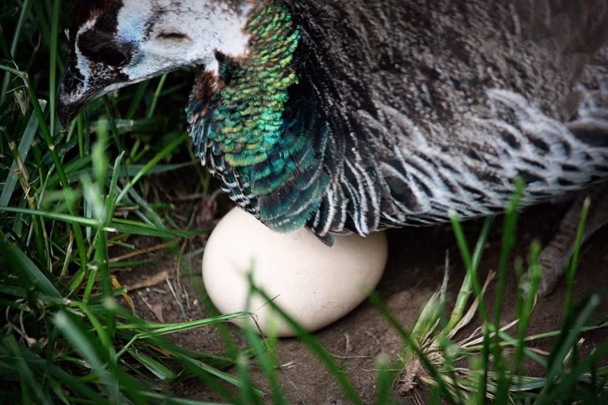 Các vị vua chúa Trung Hoa đặc biệt thích trứng công. Tuy nhiên trứng công rất khó lấy vì công khá hung dữ, quyết bảo vệ trứng quyết liệt.