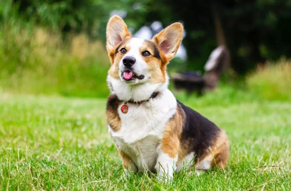 Vận trình tài lộc trong thời gian này cũng không kém phần dồi dào, vượng phát. Bản mệnh làm đâu thắng đó, bán gì lãi đó, trăm trận trăm thắng.