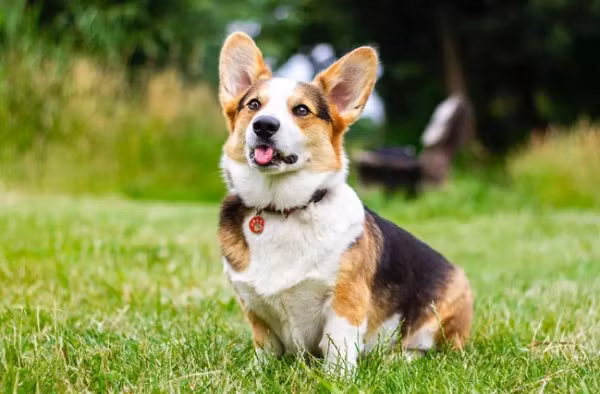 Vận trình tài lộc trong thời gian này cũng không kém phần dồi dào, vượng phát. Bản mệnh làm đâu thắng đó, bán gì lãi đó, trăm trận trăm thắng.