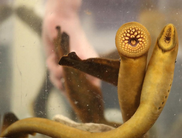 6 món ăn thách thức du khách ở Ba Lan - Hình 6 6 mon an thach thuc du khach o Ba Lan-Hinh-6