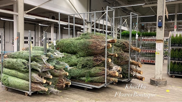 Nhà giàu chi trăm triệu mua thông tươi đi máy bay về Việt Nam - Hình 3 Nha giau chi tram trieu mua thong tuoi di may bay ve Viet Nam-Hinh-3