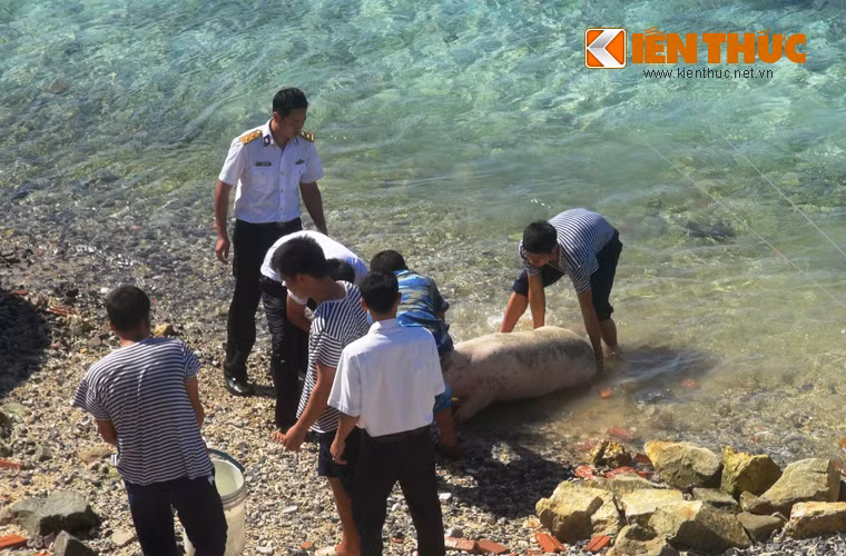 Thịt lợn tươi là món không thể thiếu trong ngày Tết bộ đội Trường Sa.