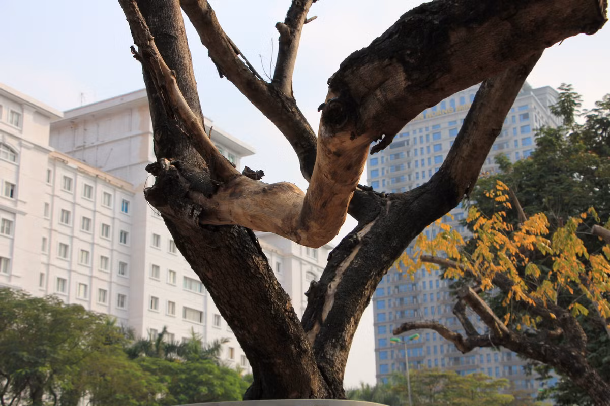 Vỏ cây sưa đã bị bóc tách, trơ lõi.