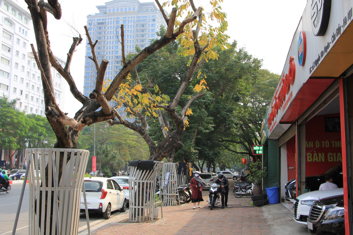 Ha Noi: Hang cay sua tram ty duoc mac ao giap sat dang chet kho