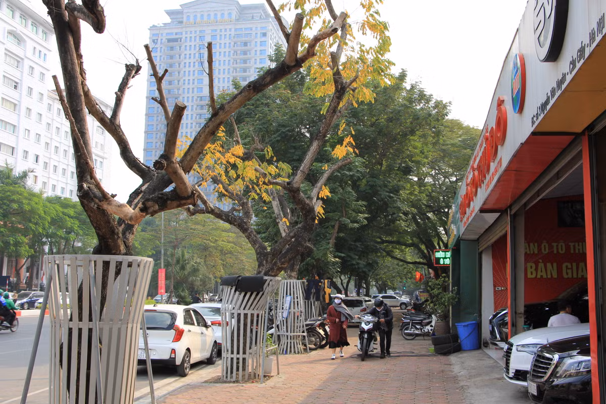 Ha Noi: Hang cay sua tram ty duoc mac ao giap sat dang chet kho