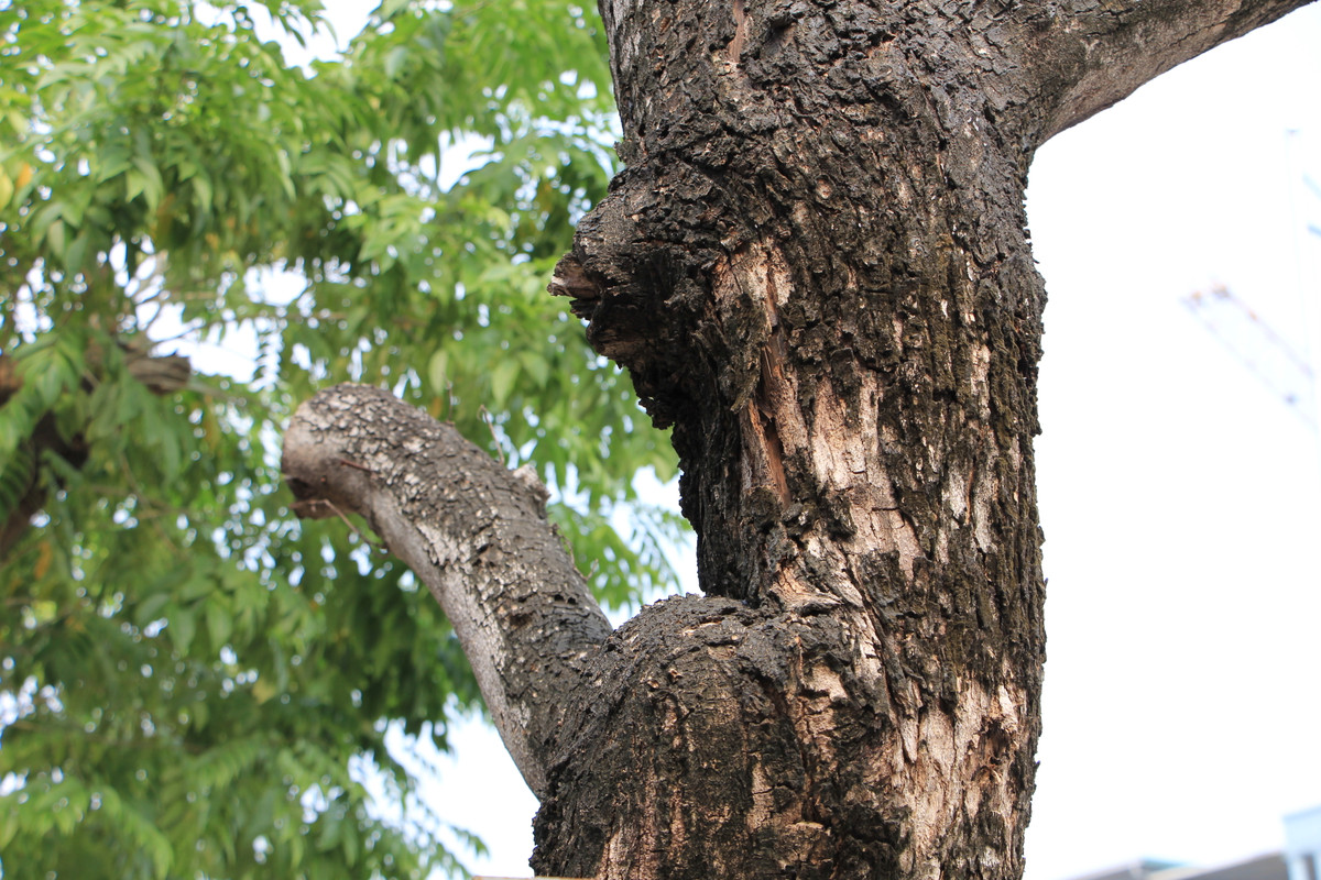 Một số cây đang được tiêm thuốc để chờ "hồi sinh"