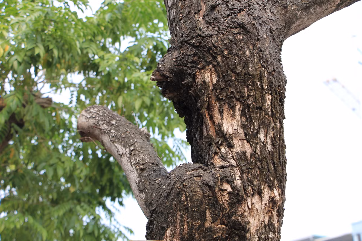 Một số cây đang được tiêm thuốc để chờ "hồi sinh"