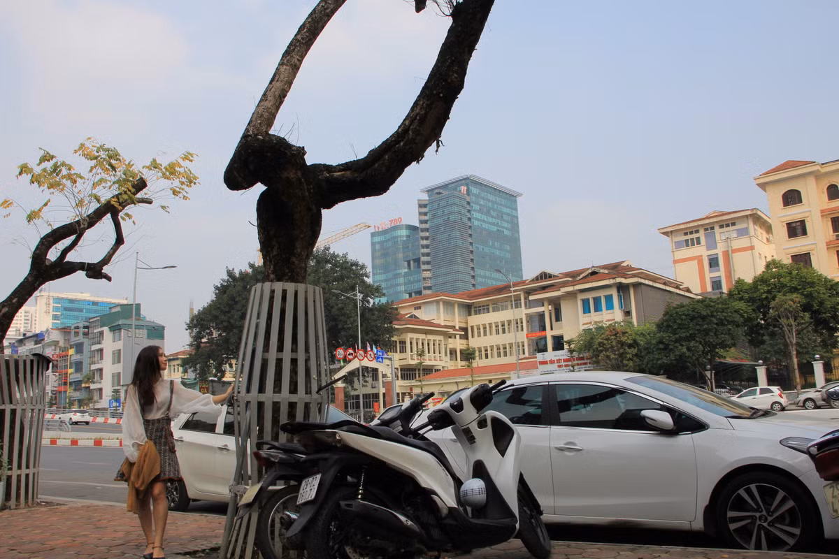 34 cây sưa là loại gỗ quý, có giá trị về kinh tế. Các cây sưa này được cắt tỉa, dịch chuyển và đang được chăm sóc, bảo vệ sau khi được trồng lại. Tuy nhiên, đến nay nhiều cây sưa đang bị chết khô, héo cành.