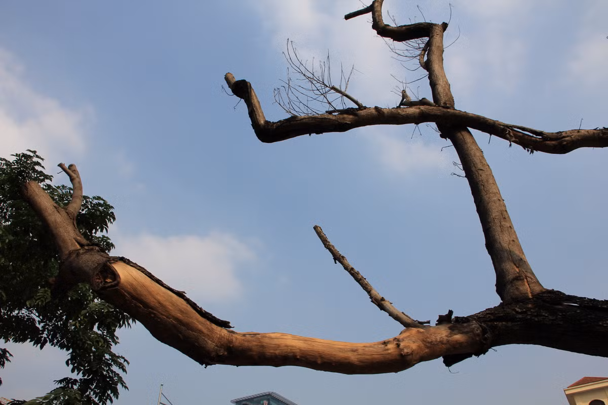 Nhiều người dân khu vực cho rằng, không nên trồng những cây gỗ có giá trị về kinh tế trên các tuyến phố, thay vào đó nên trồng những cây bóng mát không tốn nhiều công chăm sóc, bảo vệ. Việc để cây chết đã gây lãng phí và cần làm rõ nguyên nhân để quy trách nhiệm