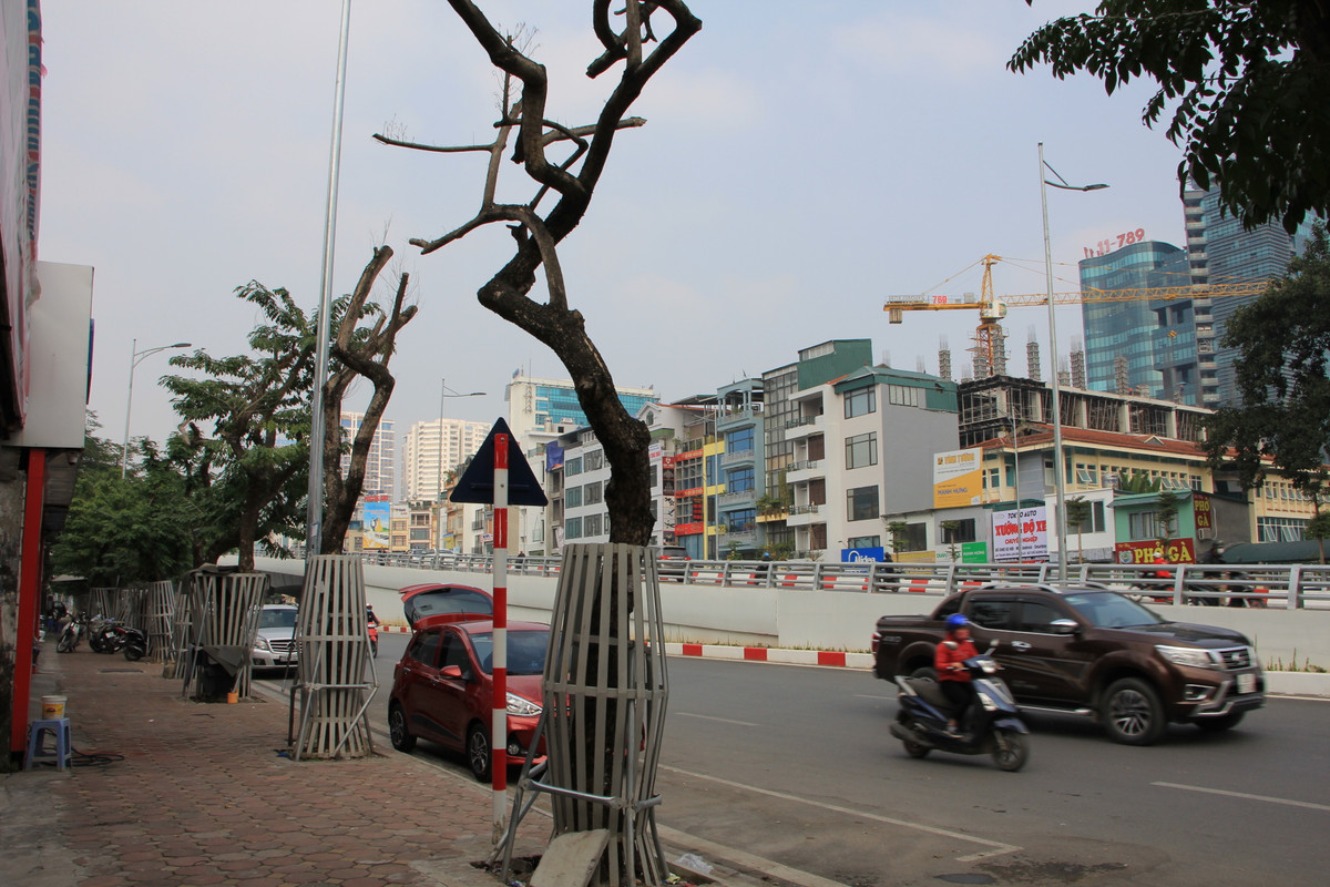 Trước đó, thực hiện dự án xây dựng cầu vượt tại nút giao đường Hoàng Quốc Việt - Nguyễn Văn Huyên và hoàn thiện đường Nguyễn Văn Huyên theo quy hoạch (đường Vành đai 2,5), ngày 20/3/2020, Sở Xây dựng Hà Nội đã bàn giao hơn 100 cây bóng mát trên đường Nguyễn Văn Huyên (trong phạm vi dự án) cho Ban Quản lý dự án đầu tư xây dựng công trình giao thông Hà Nội - Chủ đầu tư Dự án xây dựng cầu vượt để thực hiện dịch chuyển vào vị trí hè mới trên đường Nguyễn Văn Huyên theo hướng dẫn của Sở Xây dựng. Trong số này có 34 cây sưa.