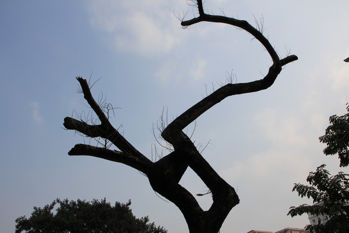 Chuyên gia Lê Huy Cường (Hội Khoa học kỹ thuật Lâm nghiệp Việt Nam) cho biết: Về nguyên tắc khi dịch chuyển, đánh chuyển cây lớn, cây vẫn được giữ bộ rễ, chặt tỉa cành để hạn chế việc thoát nước. Vì mới được đánh chuyển nên rễ cây chưa bén đất, rất dễ nhổ lên. Do đó, việc bảo vệ cây là cần thiết. Khi cây ổn định sinh trưởng tốt, khả năng bám trụ vào đất vững chắc, có thể dỡ bỏ áo sắt để bảo đảm mỹ quan".