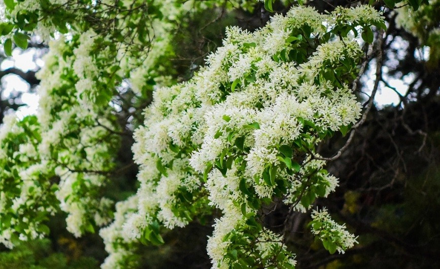 Hoa tỏa mùi thơm nhàn nhạt đặc trưng. Cánh hoa mảnh mai, thường là 4 cánh. Mỗi cơn gió nhẹ thổi qua khiến nó tung bay như tuyết. Vì thế, nó còn được gọi là hoa tuyết tháng 4. Ảnh: News.