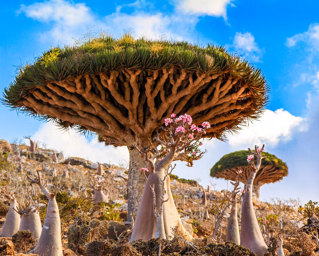 Cây máu rồng ở Yemen: Tên “máu rồng” được đặt theo màu đỏ của nhựa loài cây này. Nhựa cây được sử dụng làm thuốc nhuộm, và là phương pháp chữa bệnh dân gian cho một số bệnh. Ảnh: AetherealEngineer.