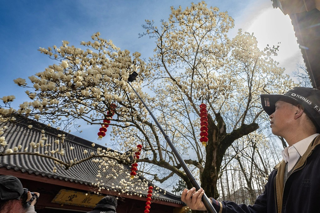 Loài hoa mộc lan sở hữu màu trắng tinh khiết, đi kèm hương thơm dịu nhẹ. Người dân tại Trung Quốc thậm chí mệnh danh hoa mộc lan là "hoa sen trên cạn". Ảnh: CTGN.