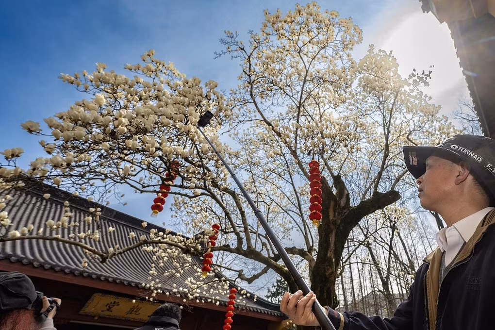 Loài hoa mộc lan sở hữu màu trắng tinh khiết, đi kèm hương thơm dịu nhẹ. Người dân tại Trung Quốc thậm chí mệnh danh hoa mộc lan là "hoa sen trên cạn". Ảnh: CTGN.