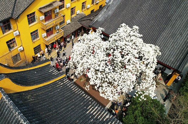 Mới đây, cây hoa mộc lan 500 tuổi ở Trung Quốc chỉ nở trong 10 ngày khiến khách du lịch nườm nượp kéo đến, gây náo loạn ngôi chùa Pháp Hỷ ở thành phố Hàng Châu. Ảnh: CTGN.