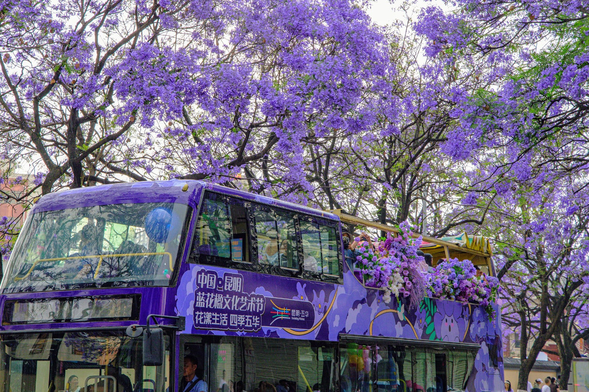 Những chiếc xe buýt cũng “bắt trend” trang trí xe bằng hoa phượng tím để phục vụ du khách check in, ngắm cảnh.