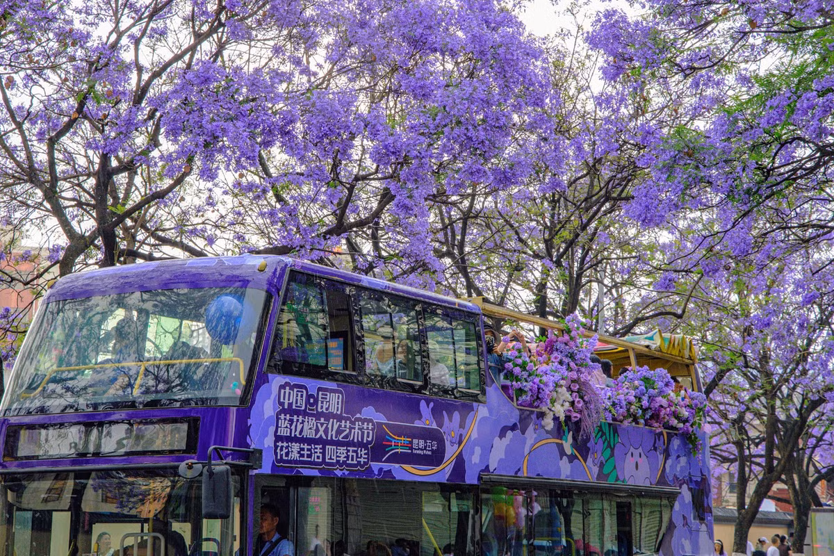 Những chiếc xe buýt cũng “bắt trend” trang trí xe bằng hoa phượng tím để phục vụ du khách check in, ngắm cảnh.