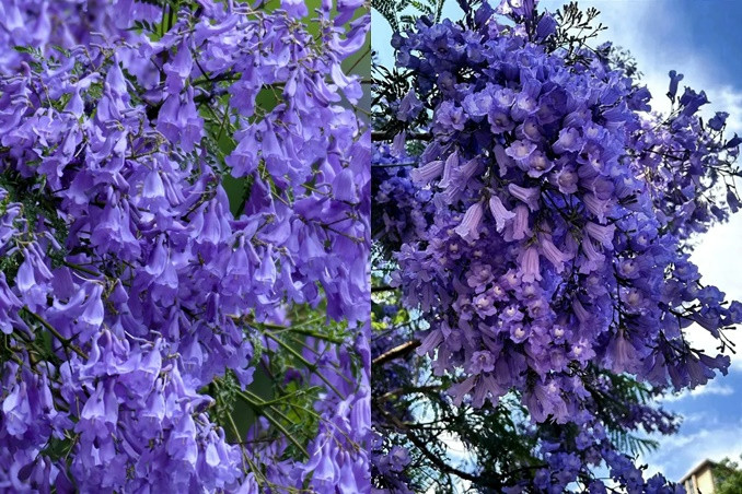 Địa điểm ngắm hoa thu hút đông người ở thành phố này là đường Jiaochang Middle, sông Panlong, đường Guangfu, Thuý Hồ Nam Môn...