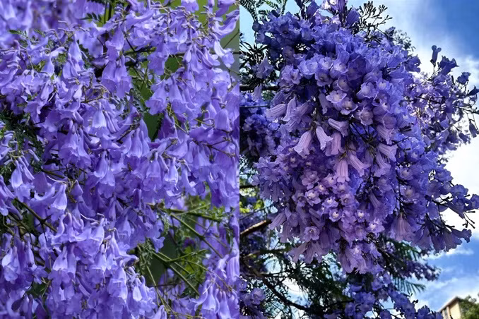 Địa điểm ngắm hoa thu hút đông người ở thành phố này là đường Jiaochang Middle, sông Panlong, đường Guangfu, Thuý Hồ Nam Môn...